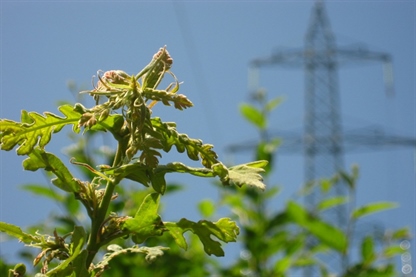 Z aprilom višje cene elektrike tudi na Primorskem