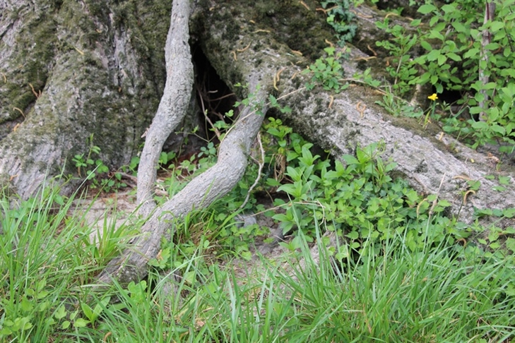 Spodbuda varstvu okolja in trajnostnemu razvoju