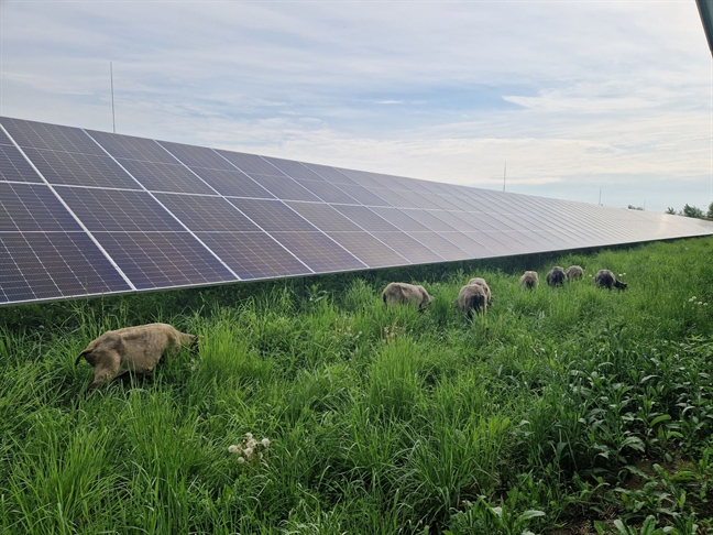 Agrofotovoltaika tudi v Sloveniji