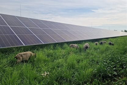 Izdelana študija o prednostih agrofotovoltaike