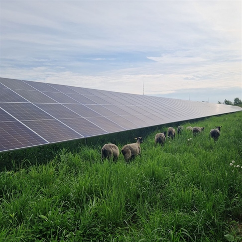 Agrofotovoltaika kot trajnostna rešitev za kmetijstvo